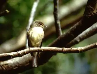dusky flycatcher