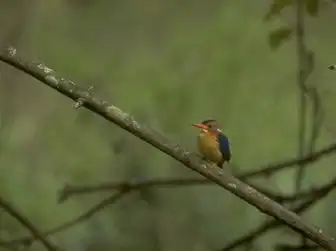 pygmy kingfisher