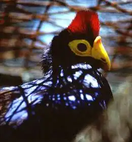 Ross's turaco