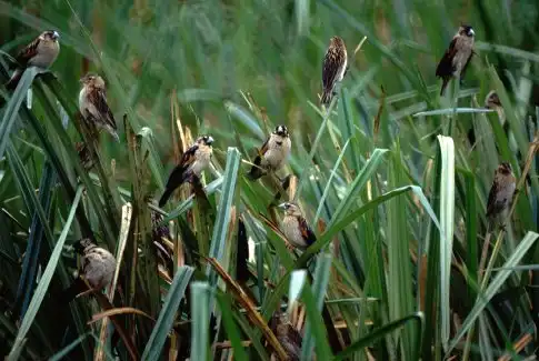 fun-tailed widowbird