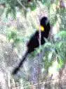 yelllow-mantled widowbird