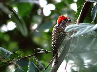 cardinal woodpecker
