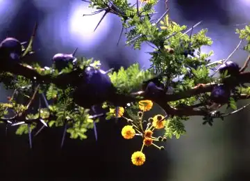 Acacia flowers and thorns