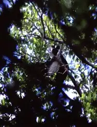 colobus monkey in tree