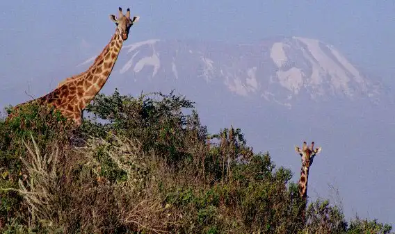 Giraffs with Mt Kilimanjaro
