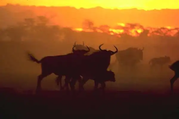 Gnu in Amboseli