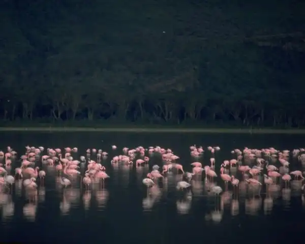 Flamingos in Nakuru National Park