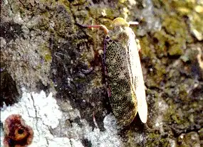  a kind of leafhopper
